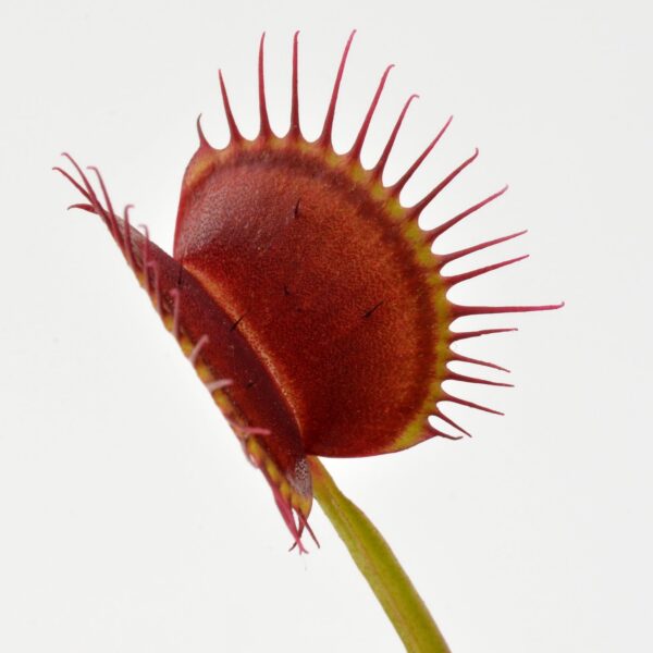 Dionaea muscipula "Large Erect Pink Trap"