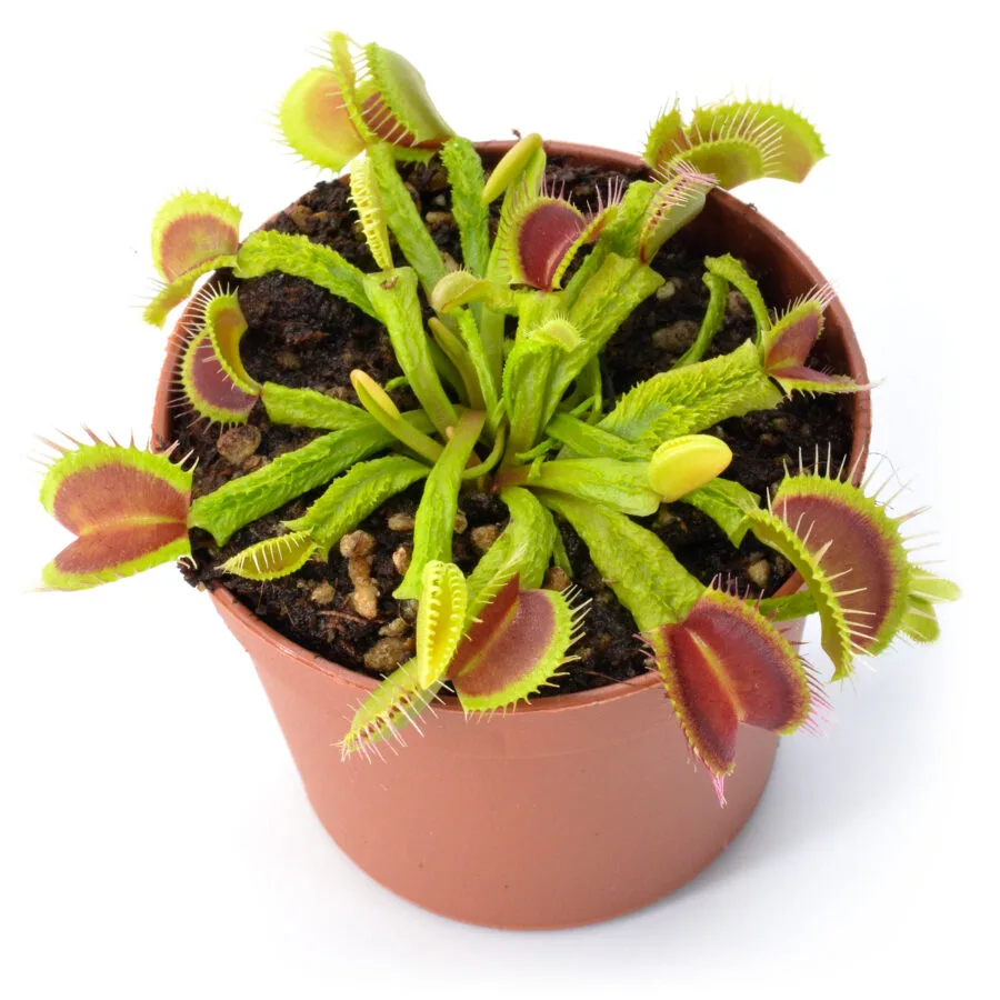 Dionaea muscipula ‘Lezard Vert’