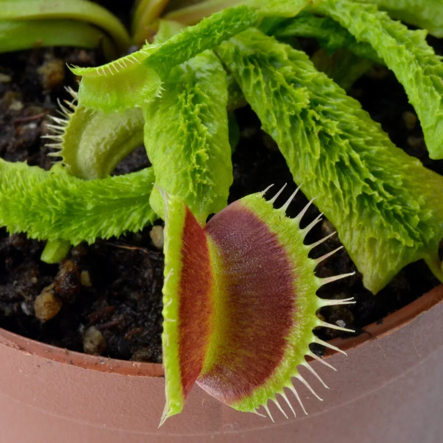 Dionaea muscipula ‘Lezard Vert’