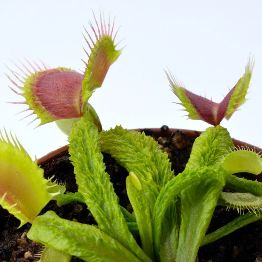 Dionaea muscipula ‘Lezard Vert’