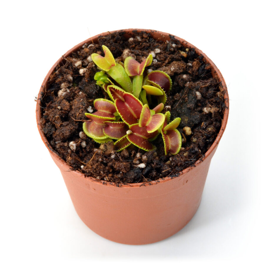 Dionaea muscipula "Little Darling"