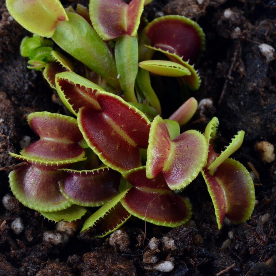 Dionaea muscipula "Little Darling"