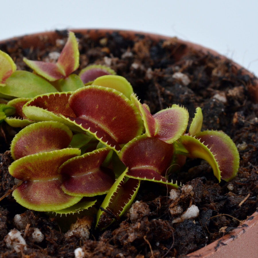 Dionaea muscipula "Little Darling"