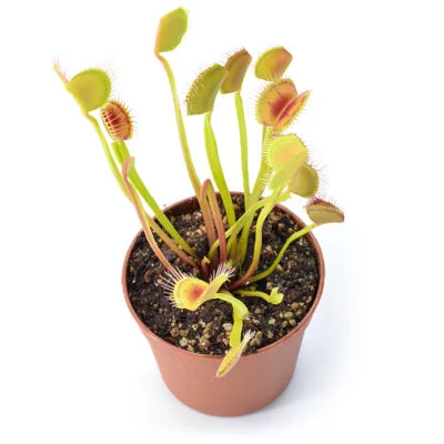 Dionaea muscipula 'Long Petiole'