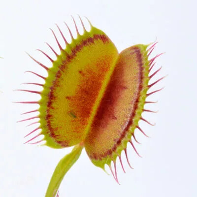 Dionaea muscipula 'Long Petiole'