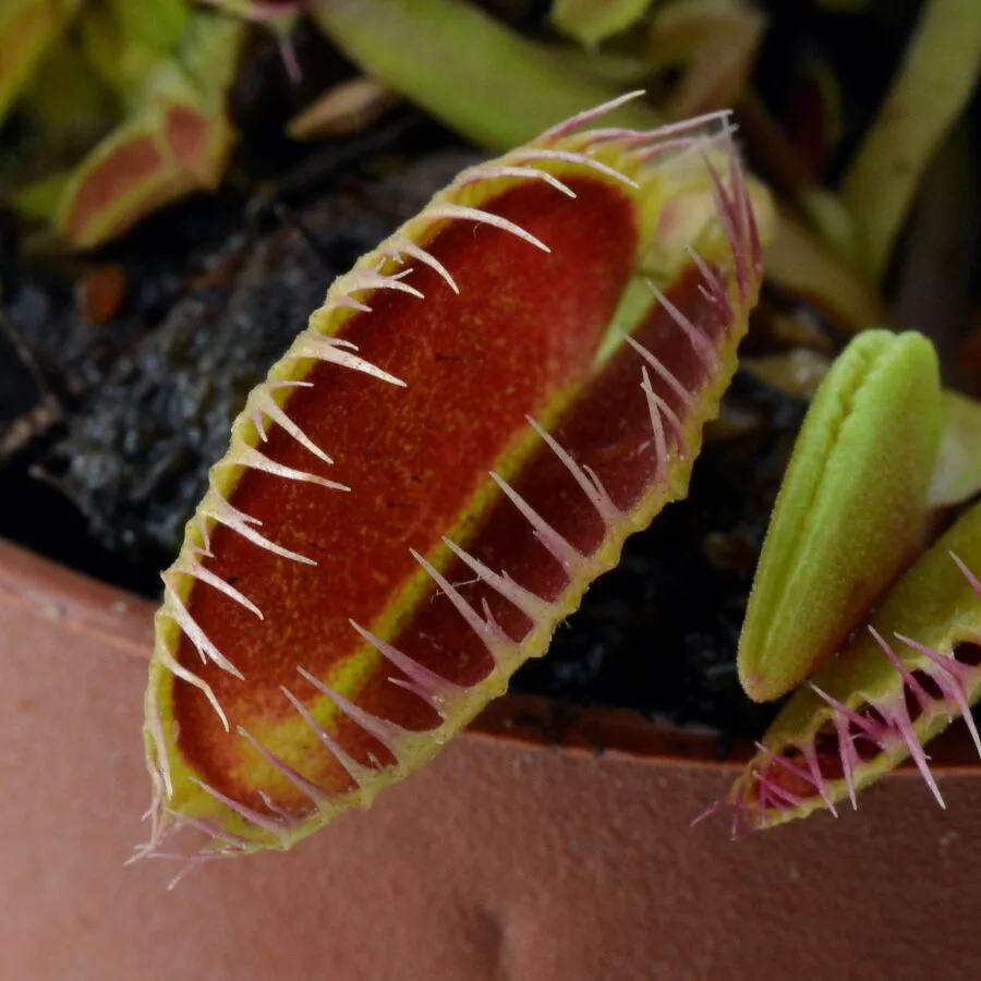 Dionaea muscipula Louchapates