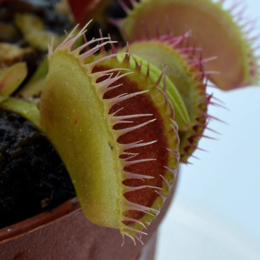 Dionaea muscipula Louchapates