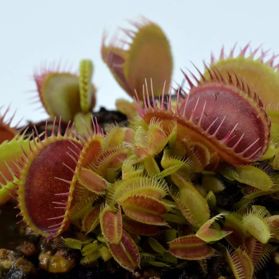 Dionaea muscipula Louchapates
