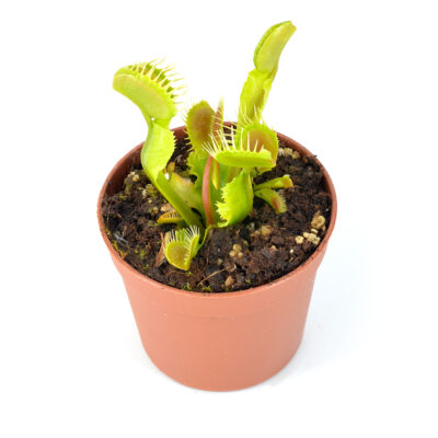 Dionaea-muscipula-'Lunatic-Asylum'-DSC_0586