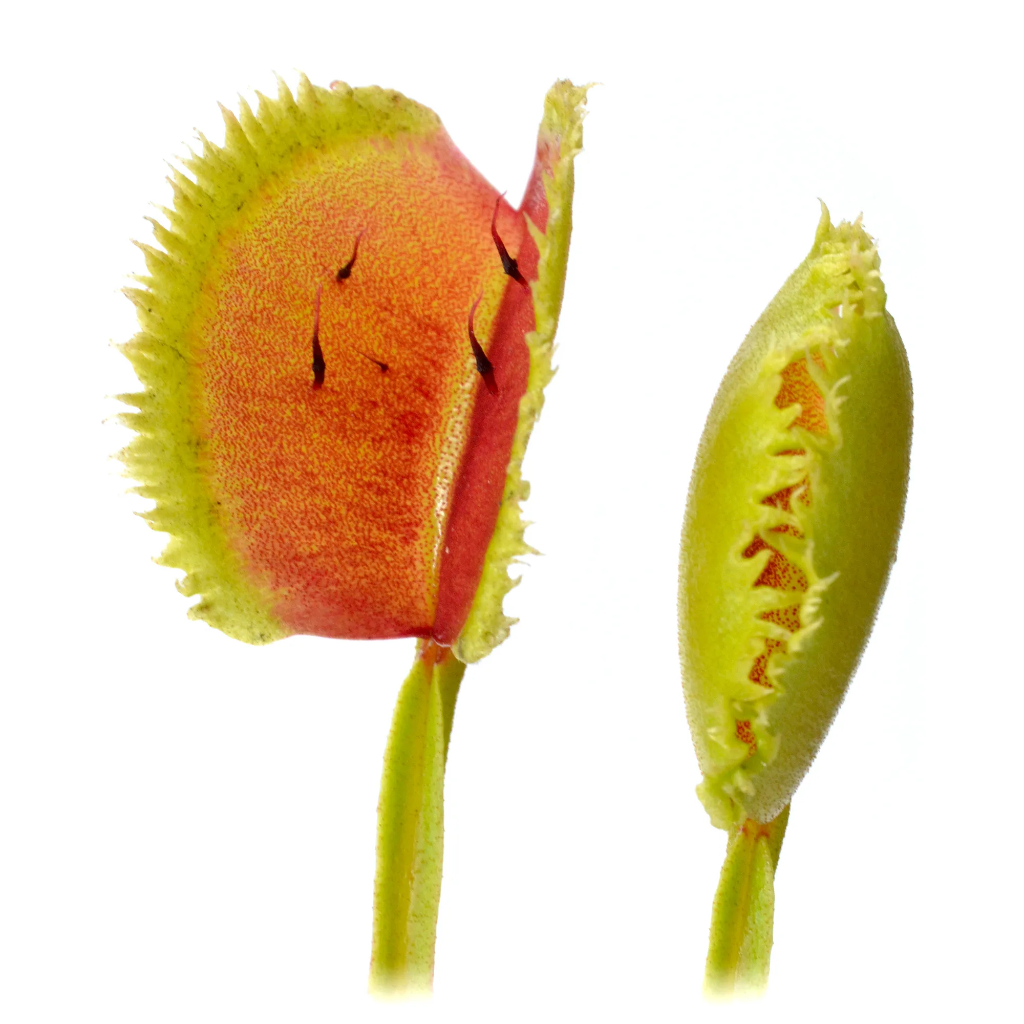 Dionaea muscipula 'Lunatic Fringe'