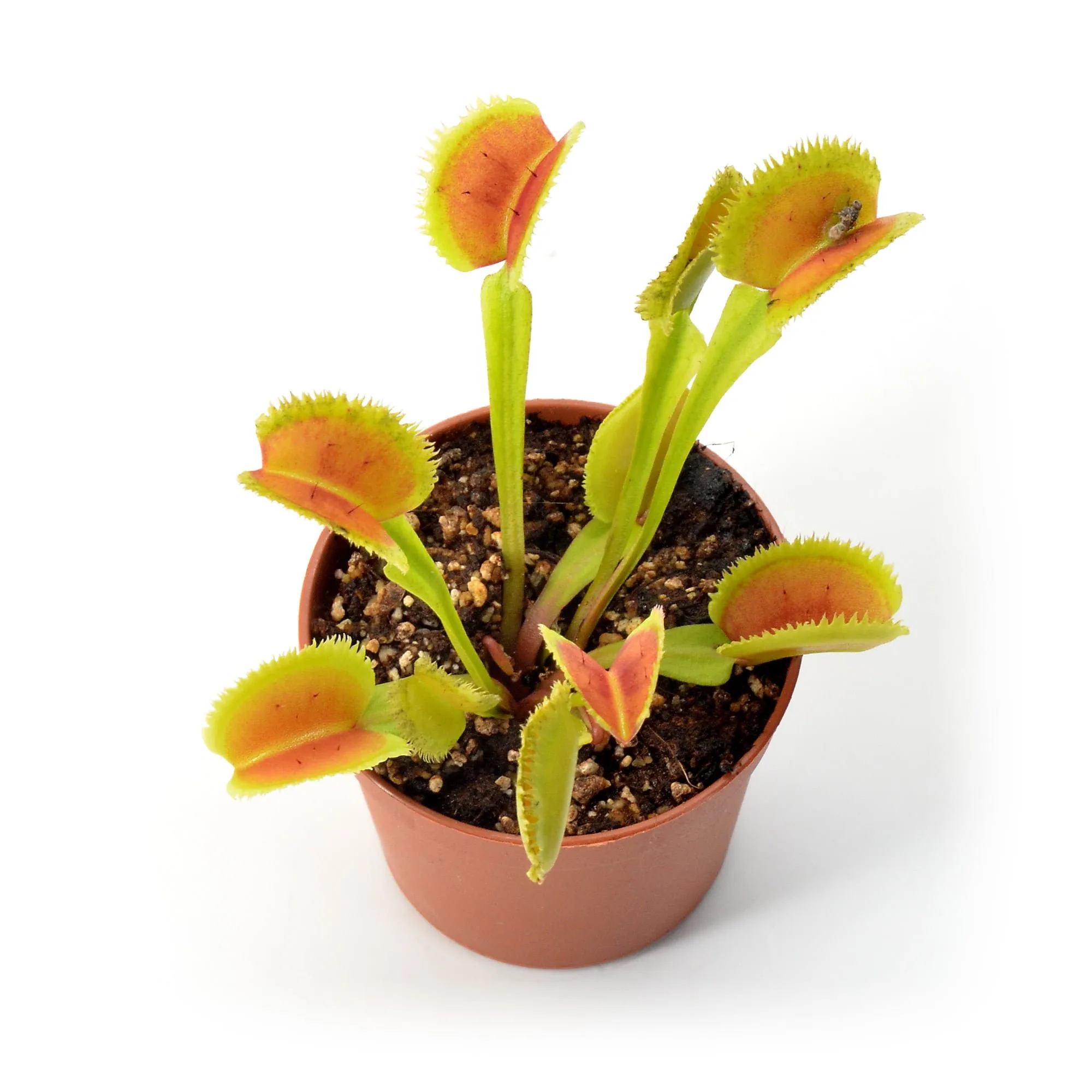 Dionaea muscipula "Lunatic Fringe"
