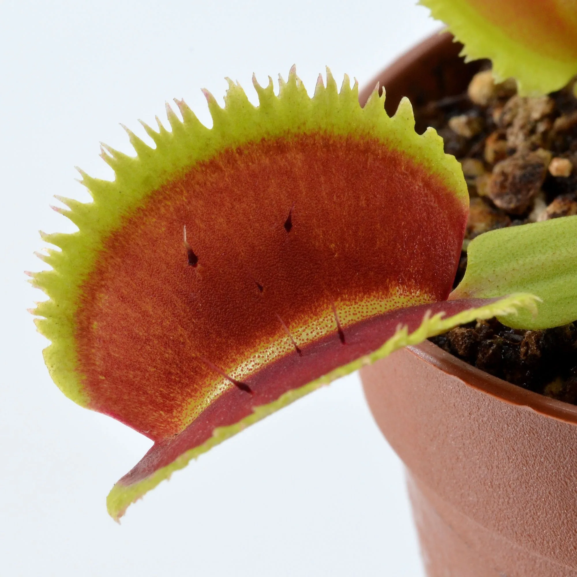 Dionaea muscipula Lunatic Fringe