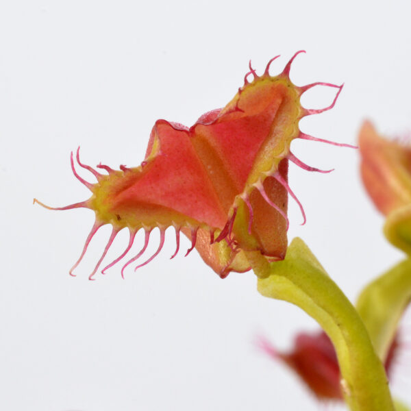 Dionaea muscipula "MD Buttcheeks"