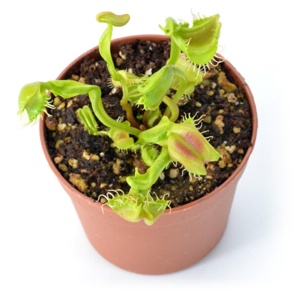 Dionaea muscipula "Buttcheeks"