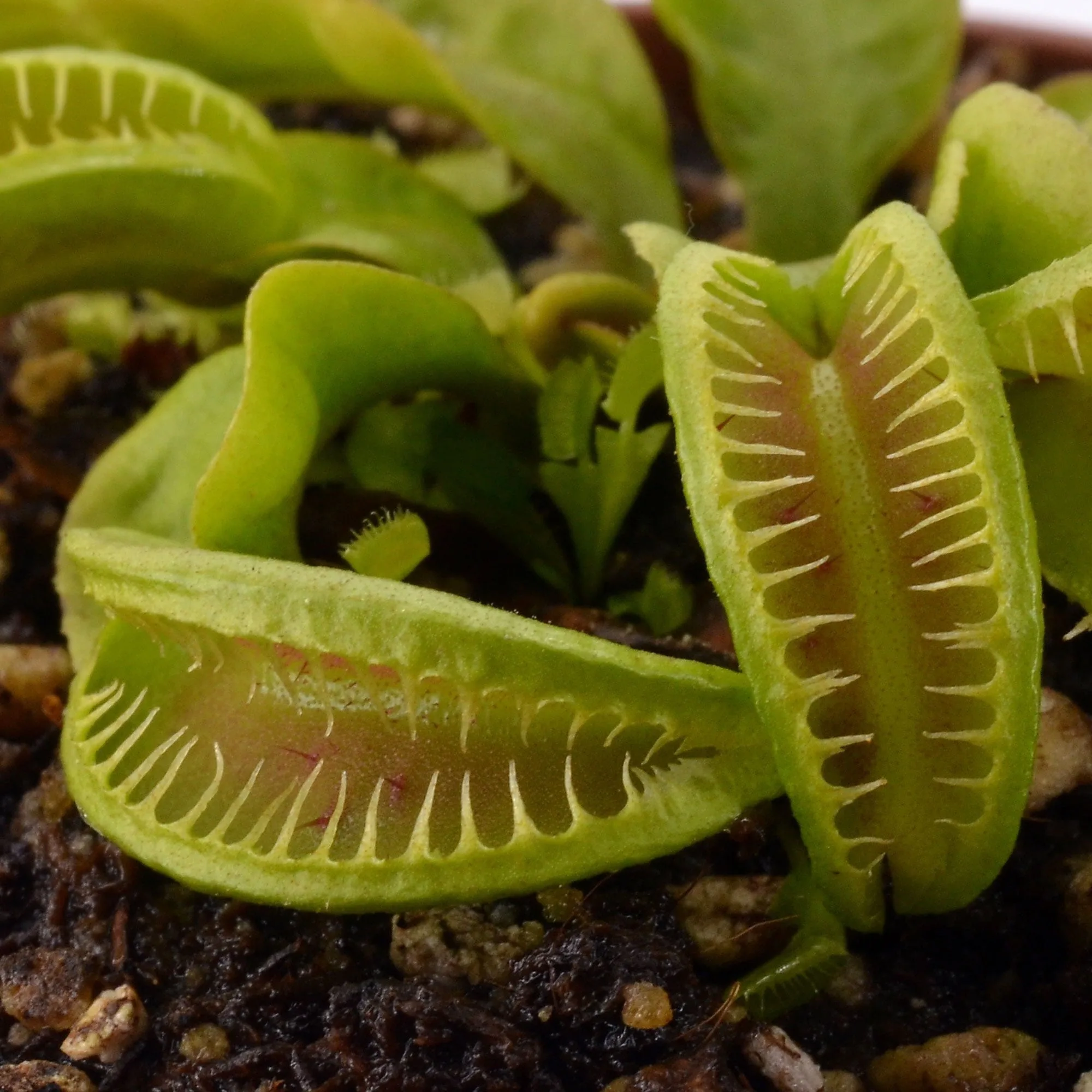 Dionaea muscipula GJ Maratchi