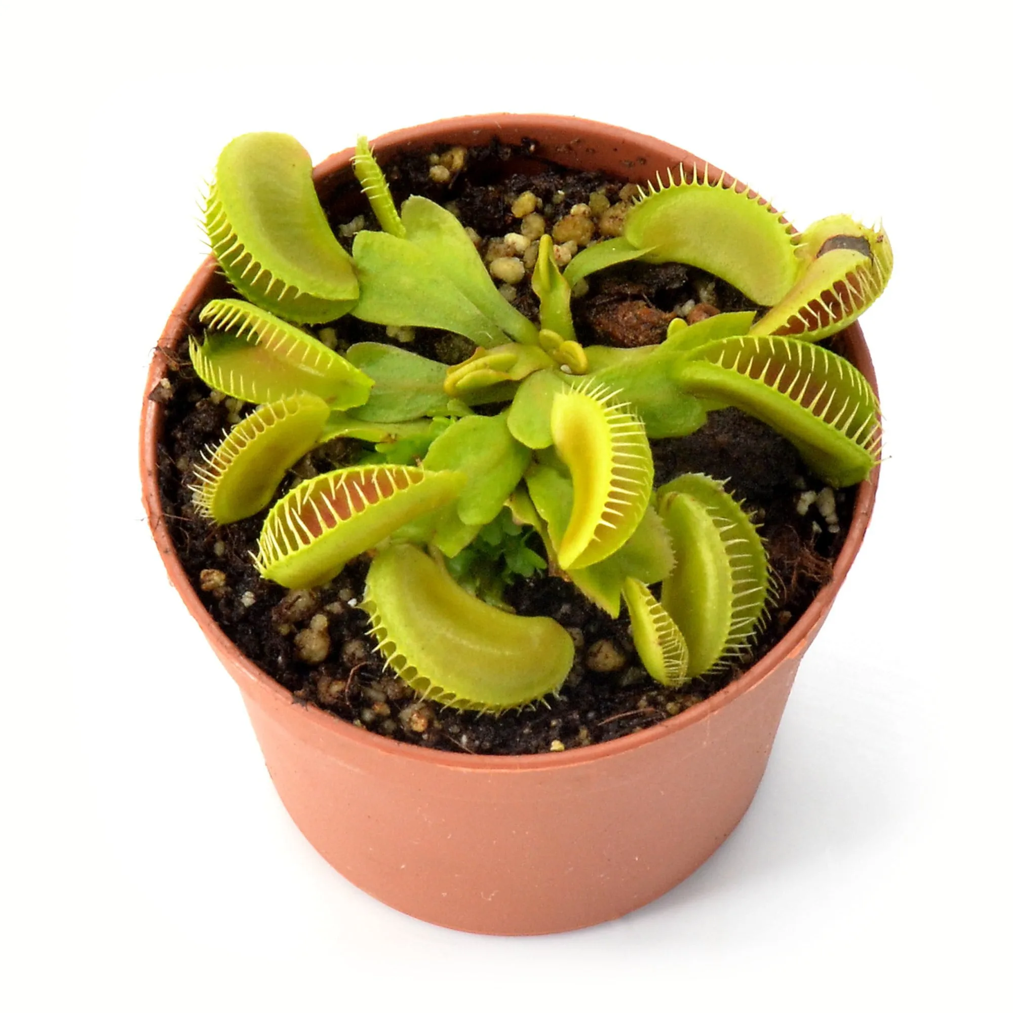 Dionaea muscipula "Maratchi"