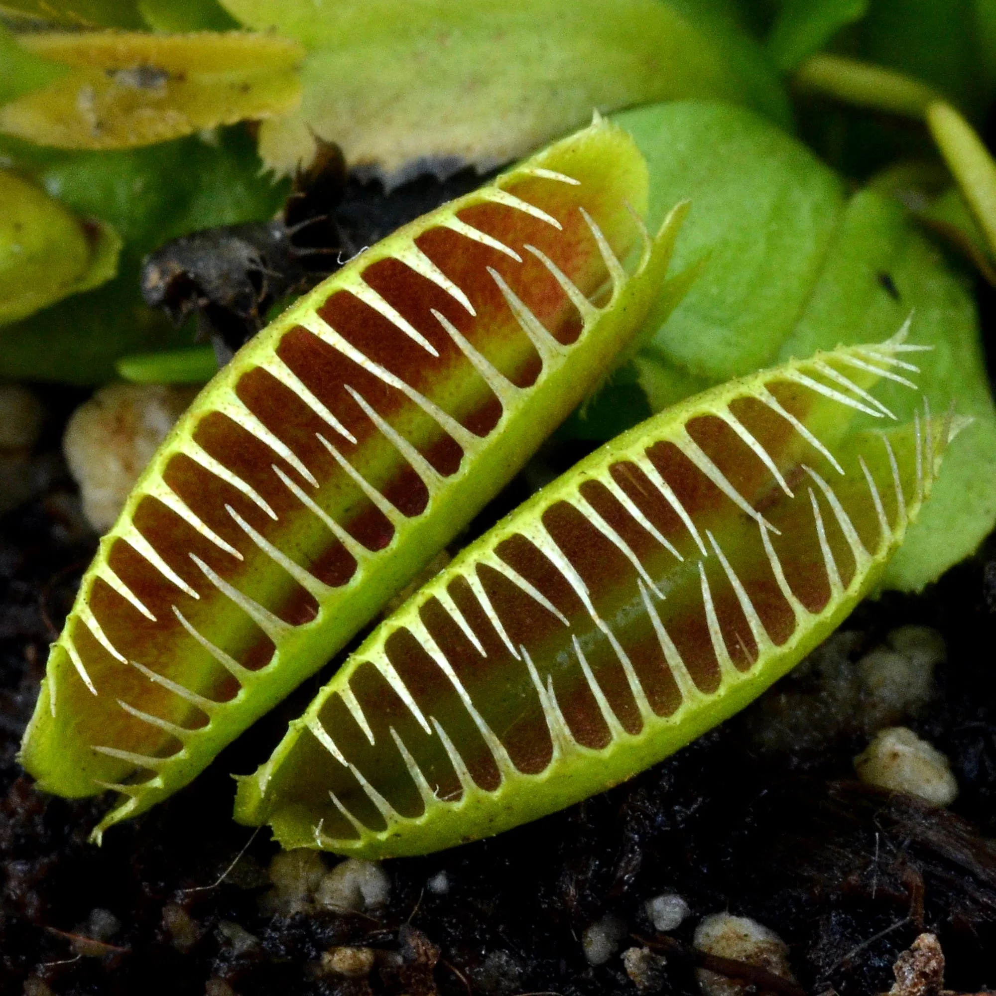 Dionaea muscipula "GJ Maratchi"
