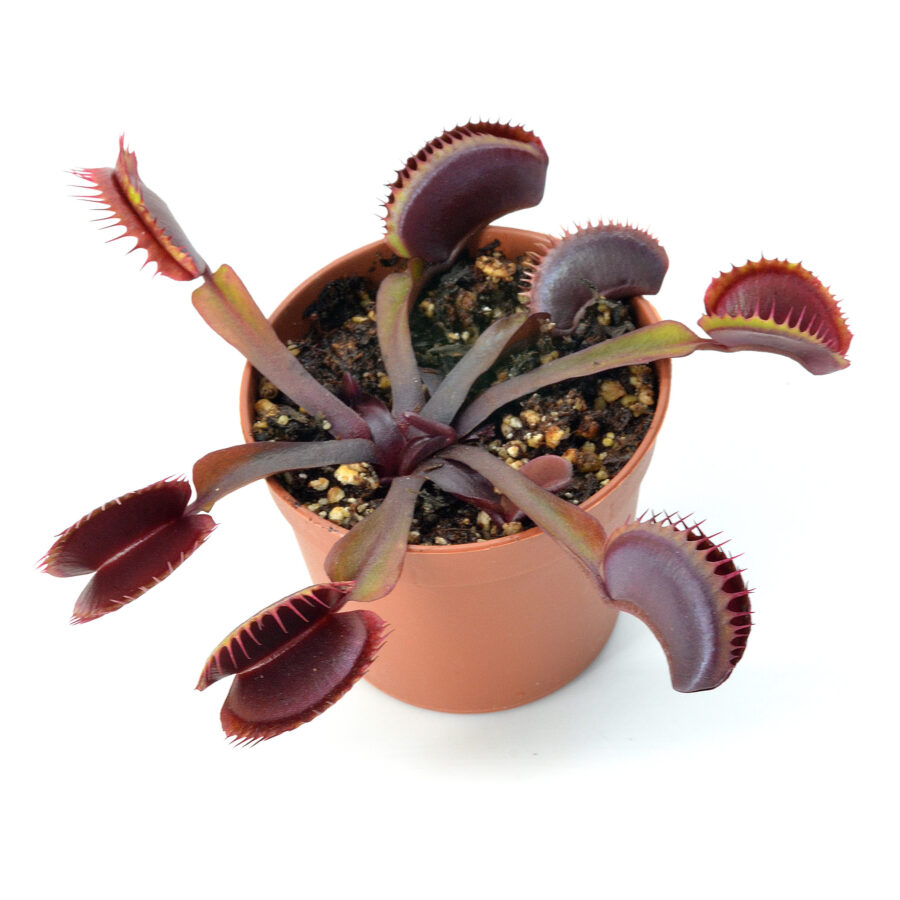 Dionaea muscipula ‘Maroon Monster’