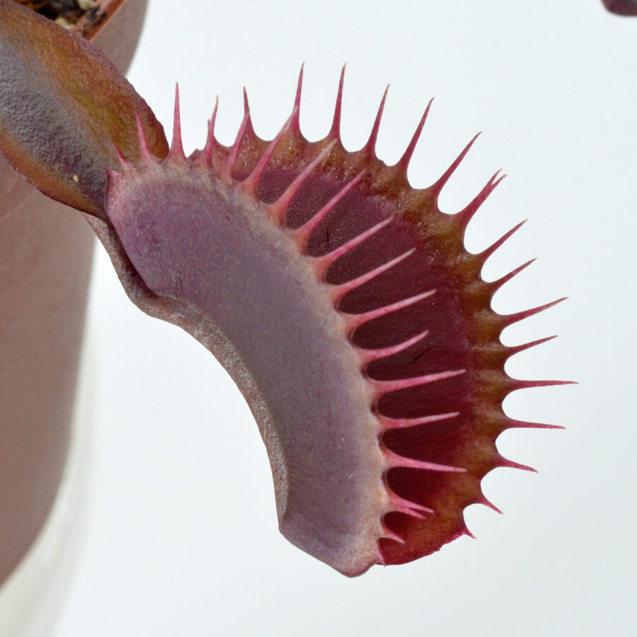 Dionaea muscipula ‘Maroon Monster’