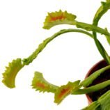 Dionaea muscipula Mars
