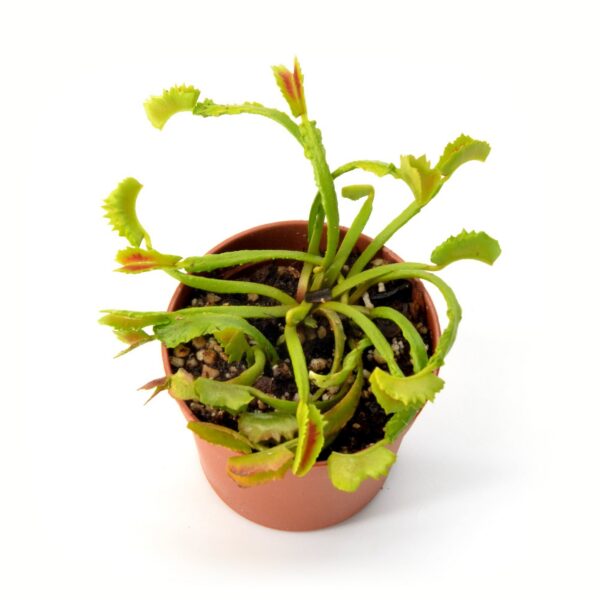 Dionaea muscipula Mars