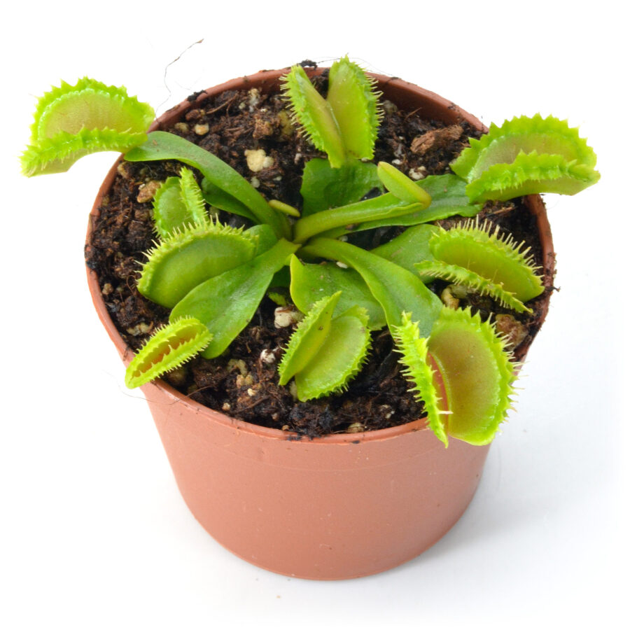 Dionaea muscipula "Mascara"