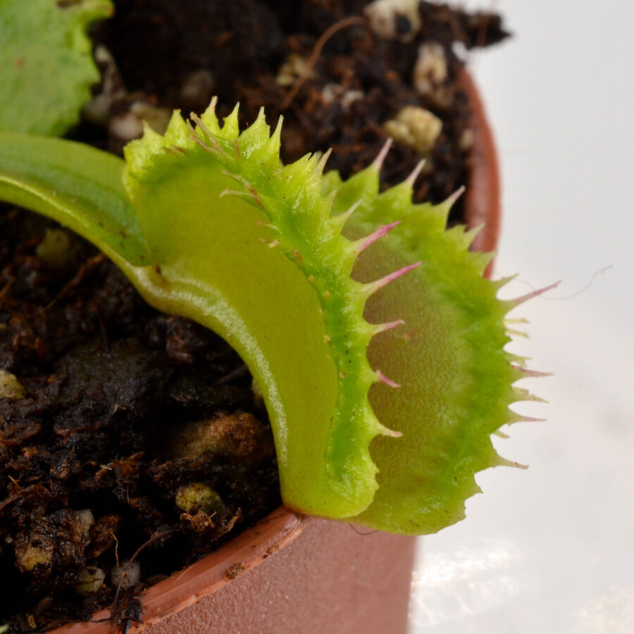 Dionaea muscipula "Mascara"