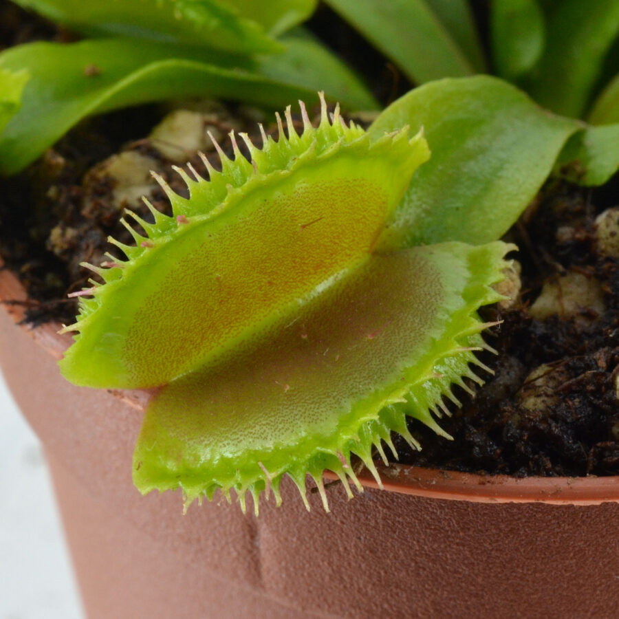 Dionaea muscipula "Mascara"