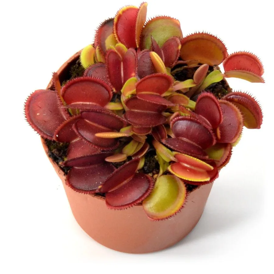 Dionaea muscipula Microdent