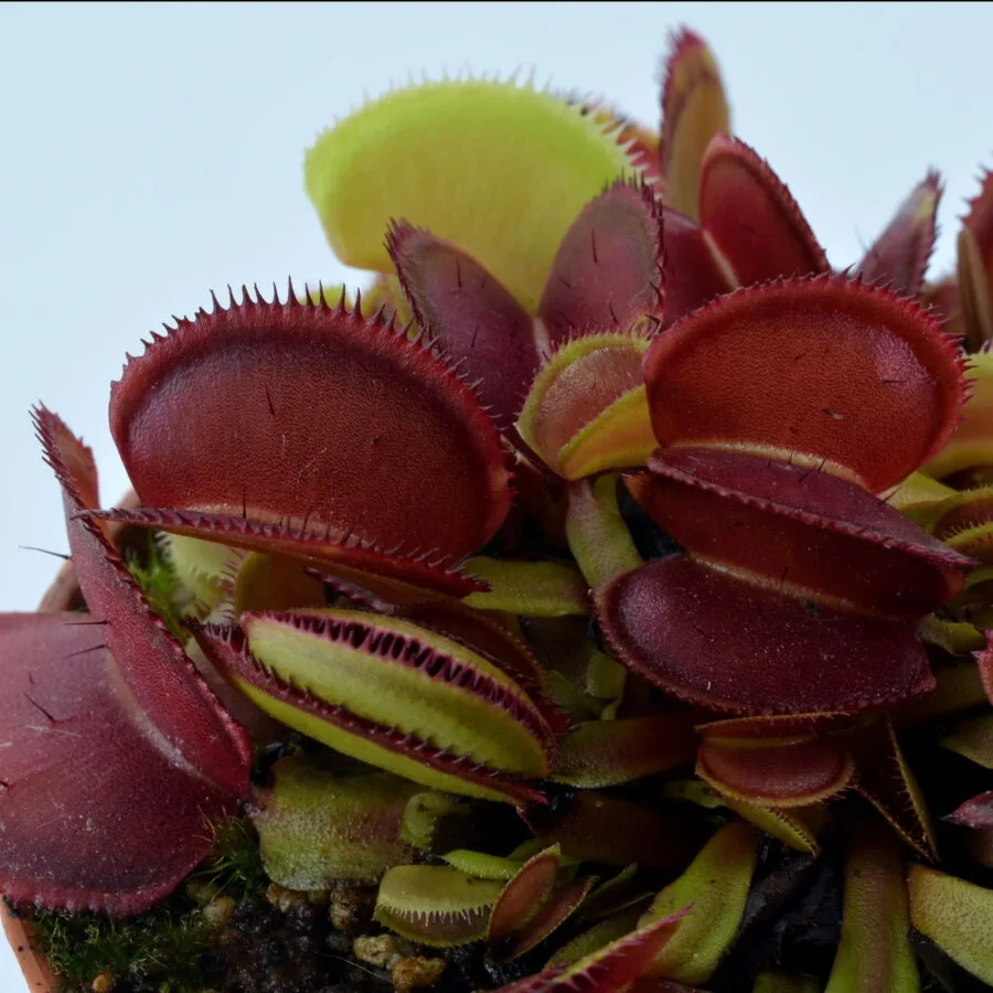 Dionaea muscipula Microdent