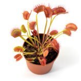 Dionaea muscipula Miss Pimbeche
