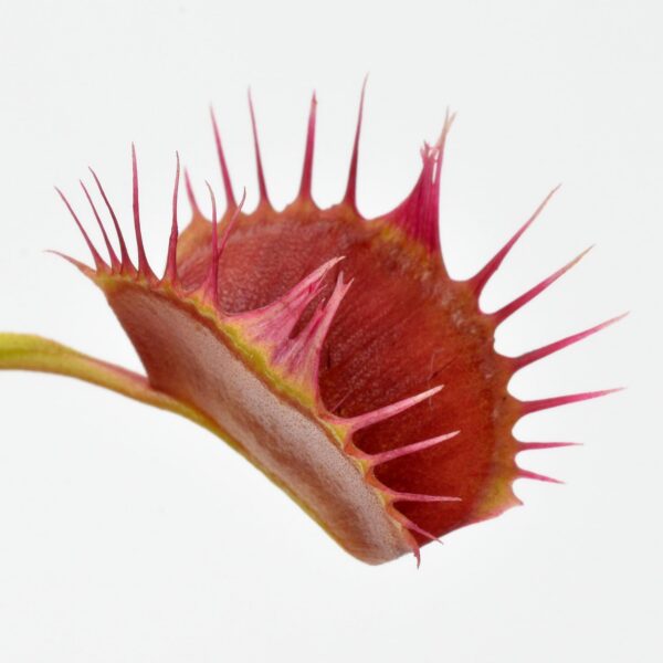Dionaea muscipula Miss Pimbeche