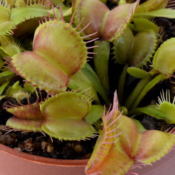 Dionaea muscipula Moon Trap