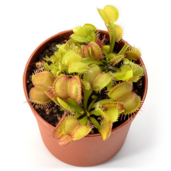 Dionaea muscipula Moon Trap