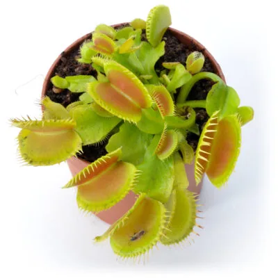 Dionaea muscipula "Multidents"