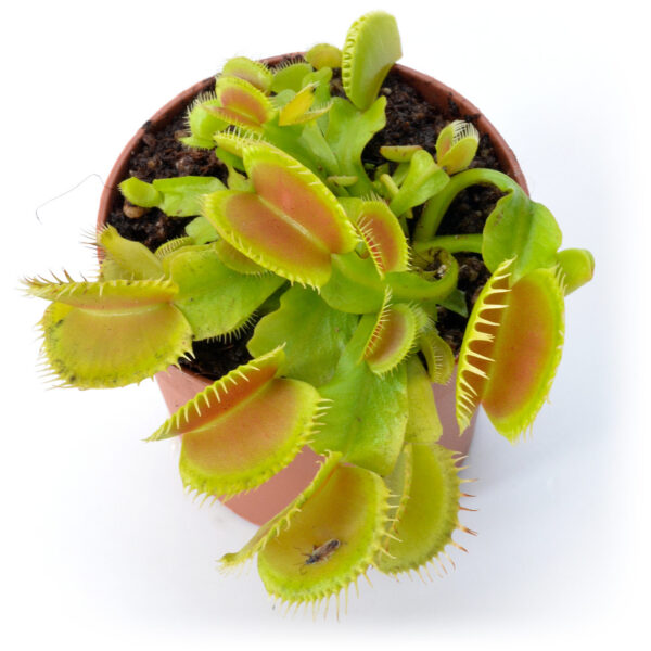 Dionaea muscipula "Multidents"
