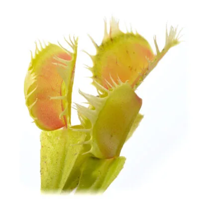 Dionaea muscipula "Multidents"