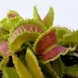 Dionaea muscipula Mutant #1