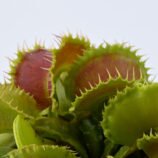Dionaea muscipula Mutant #1