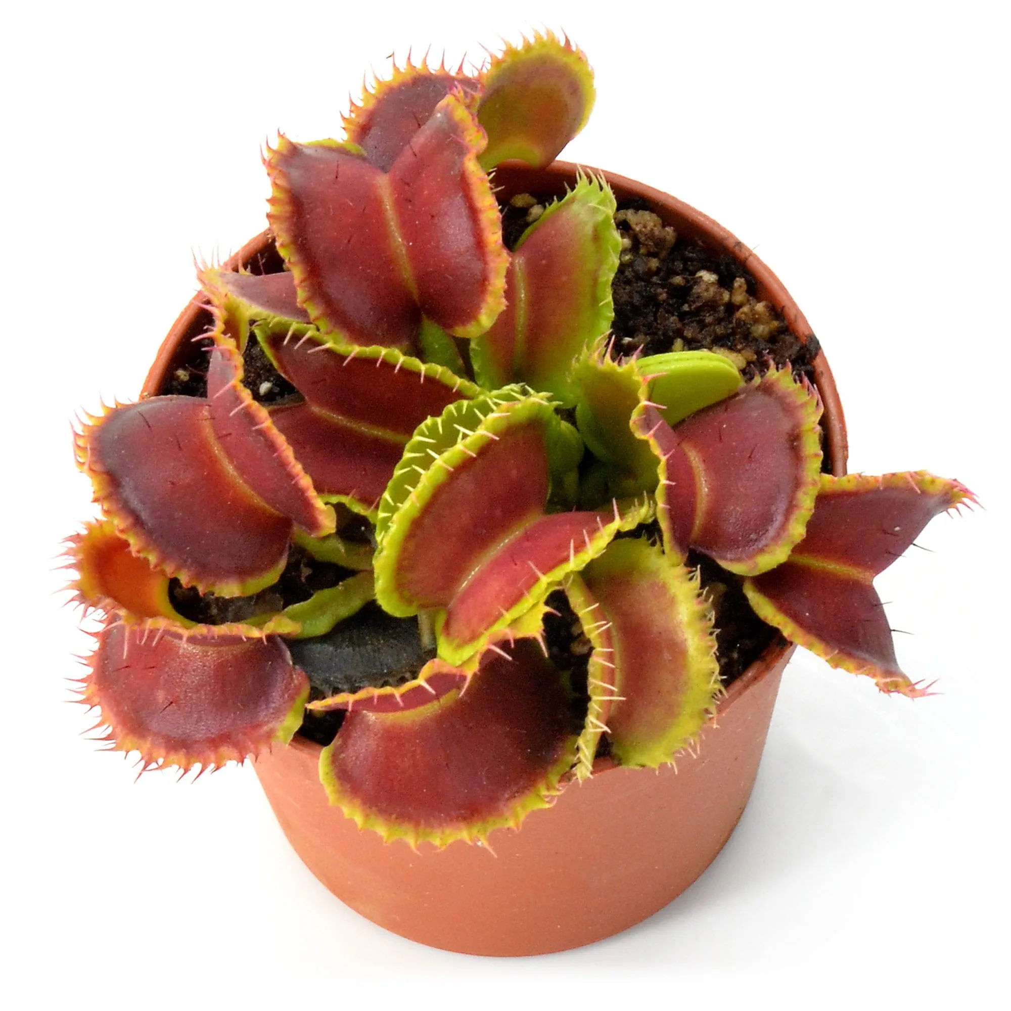 Dionaea muscipula "Mutant #1"