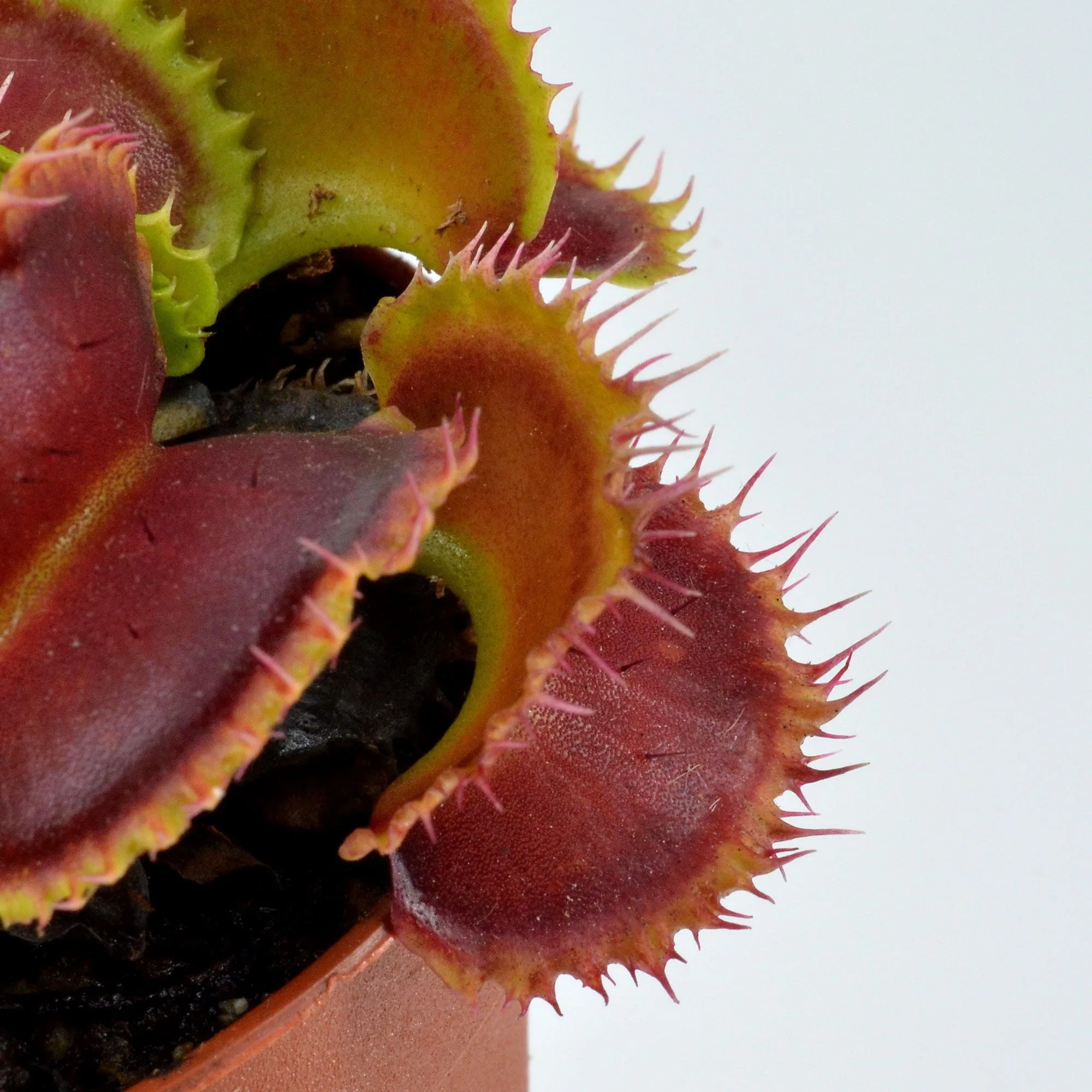 Dionaea muscipula "Mutant #1"