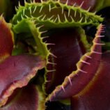 Dionaea muscipula "Mutant #1"
