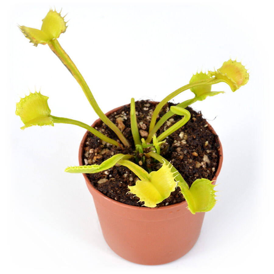 Dionaea muscipula "NT Werewolf"