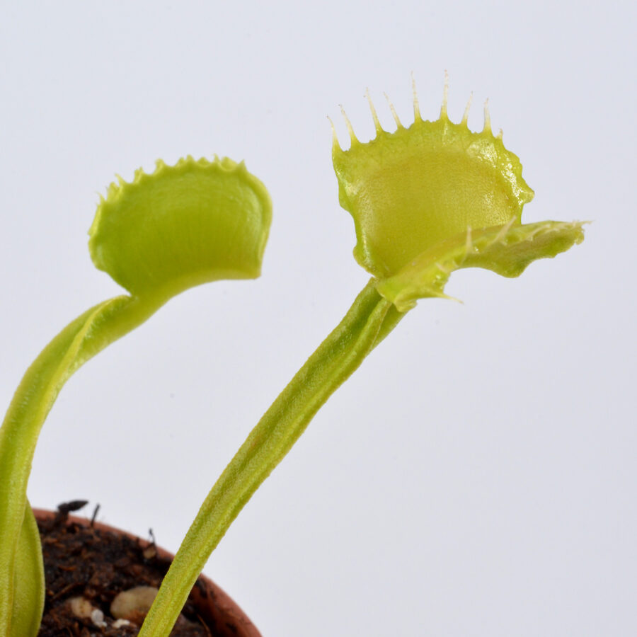 Dionaea muscipula "NT Werewolf"