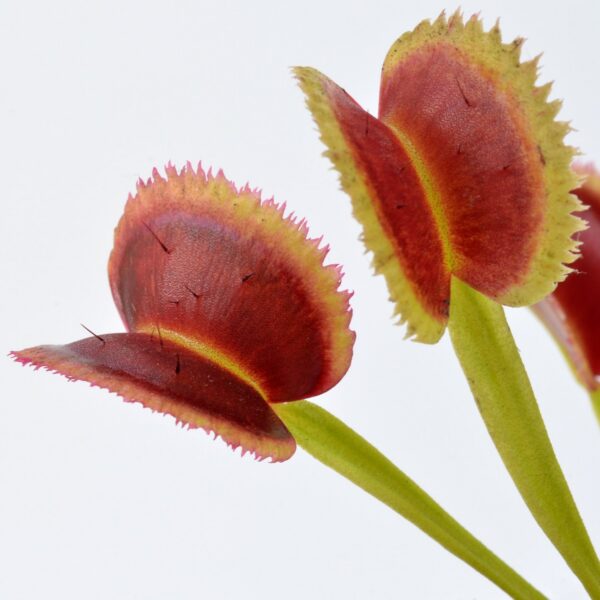 Dionaea muscipula Orange Fire