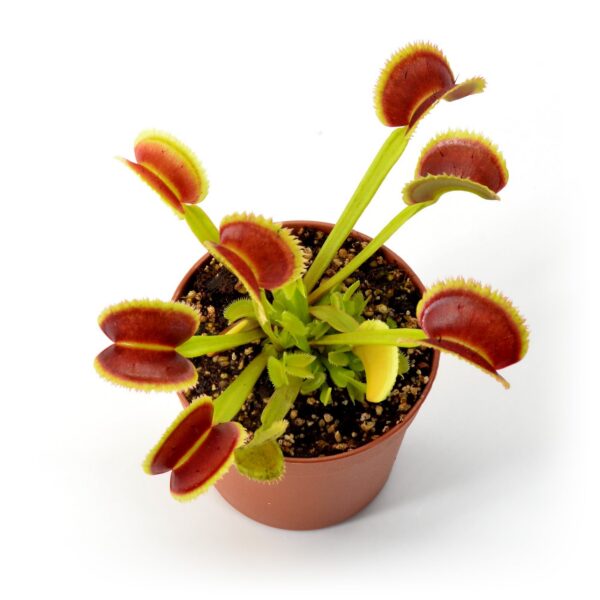 Dionaea muscipula Orange Fire