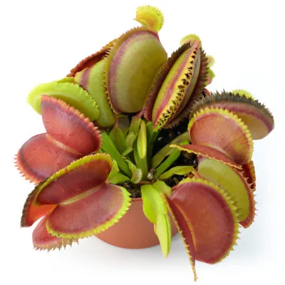 Dionaea muscipula "Orange Giant"