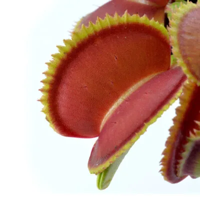 Dionaea muscipula "Orange Giant"