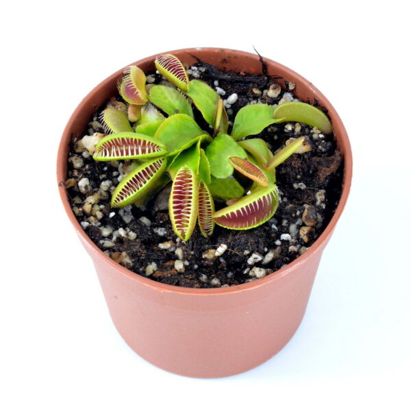 Dionaea muscipula Ramasse I