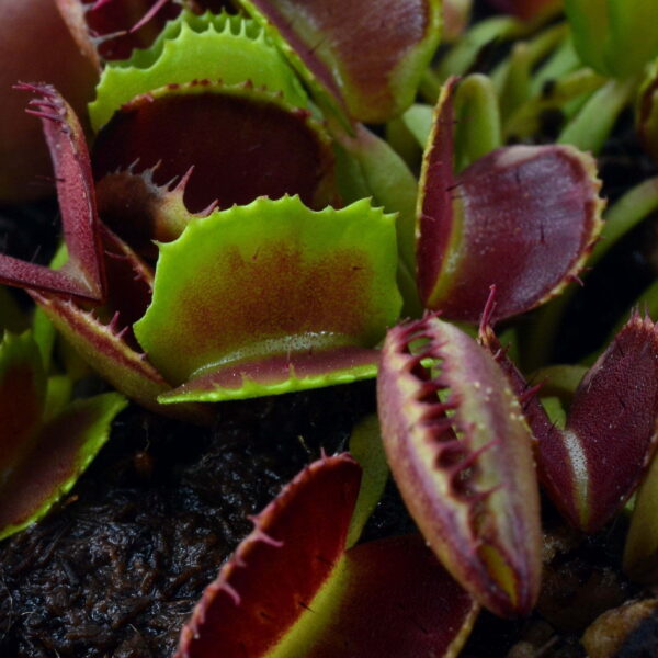 Dionea muscipula Pacman
